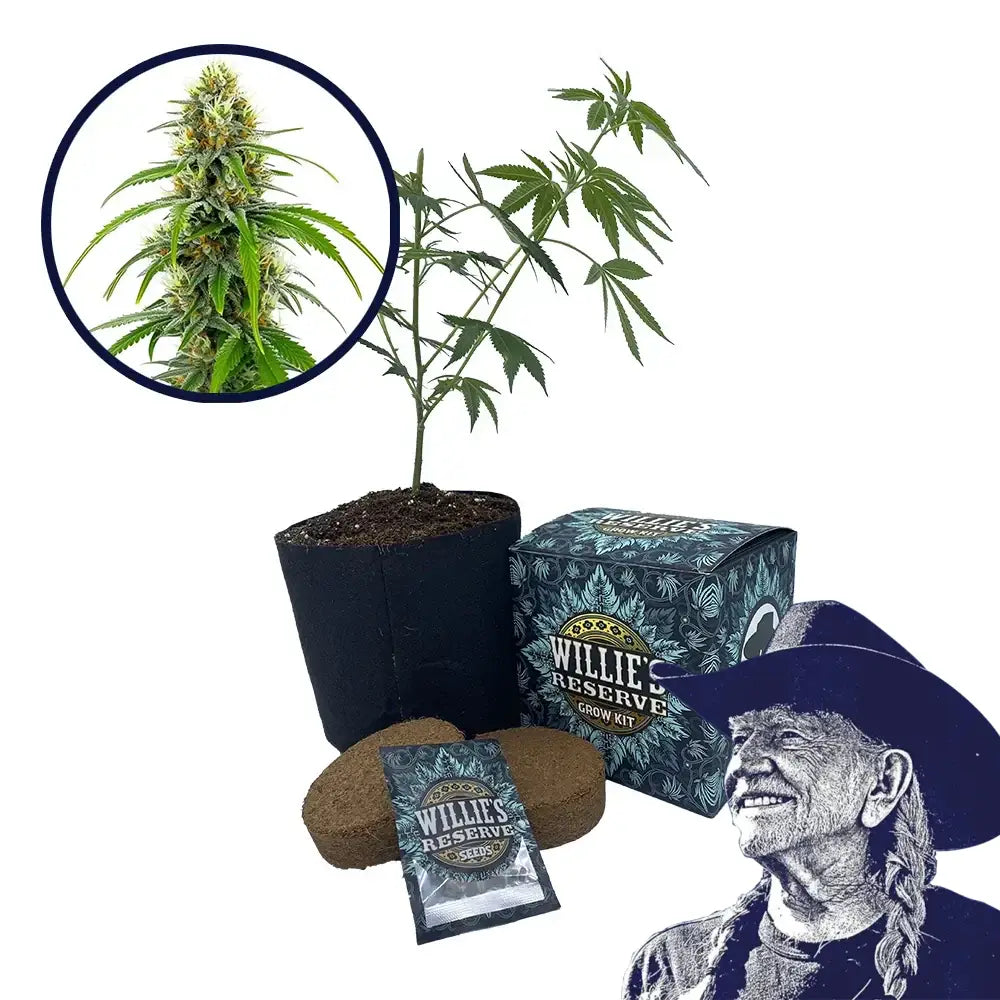 Moby Dick Strain High Yield Grow Kit