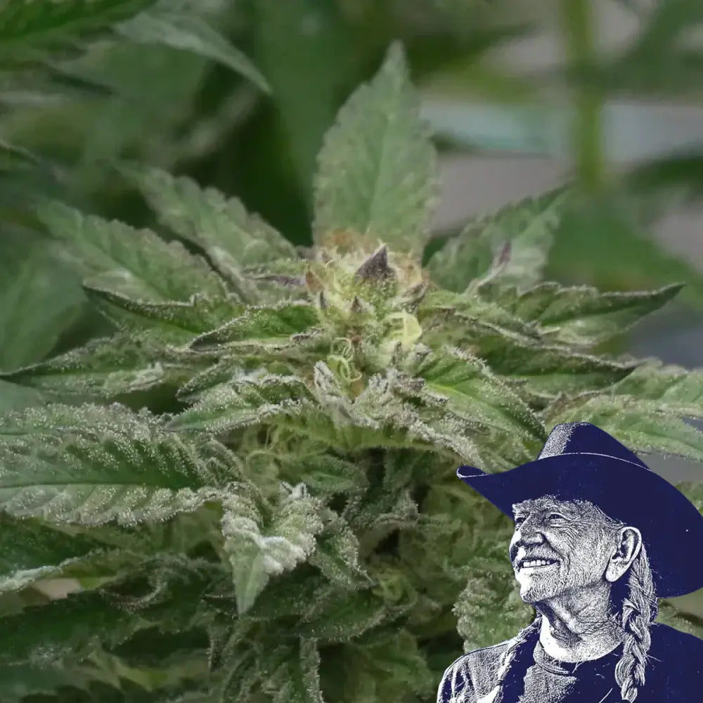 Motorbreath Auto