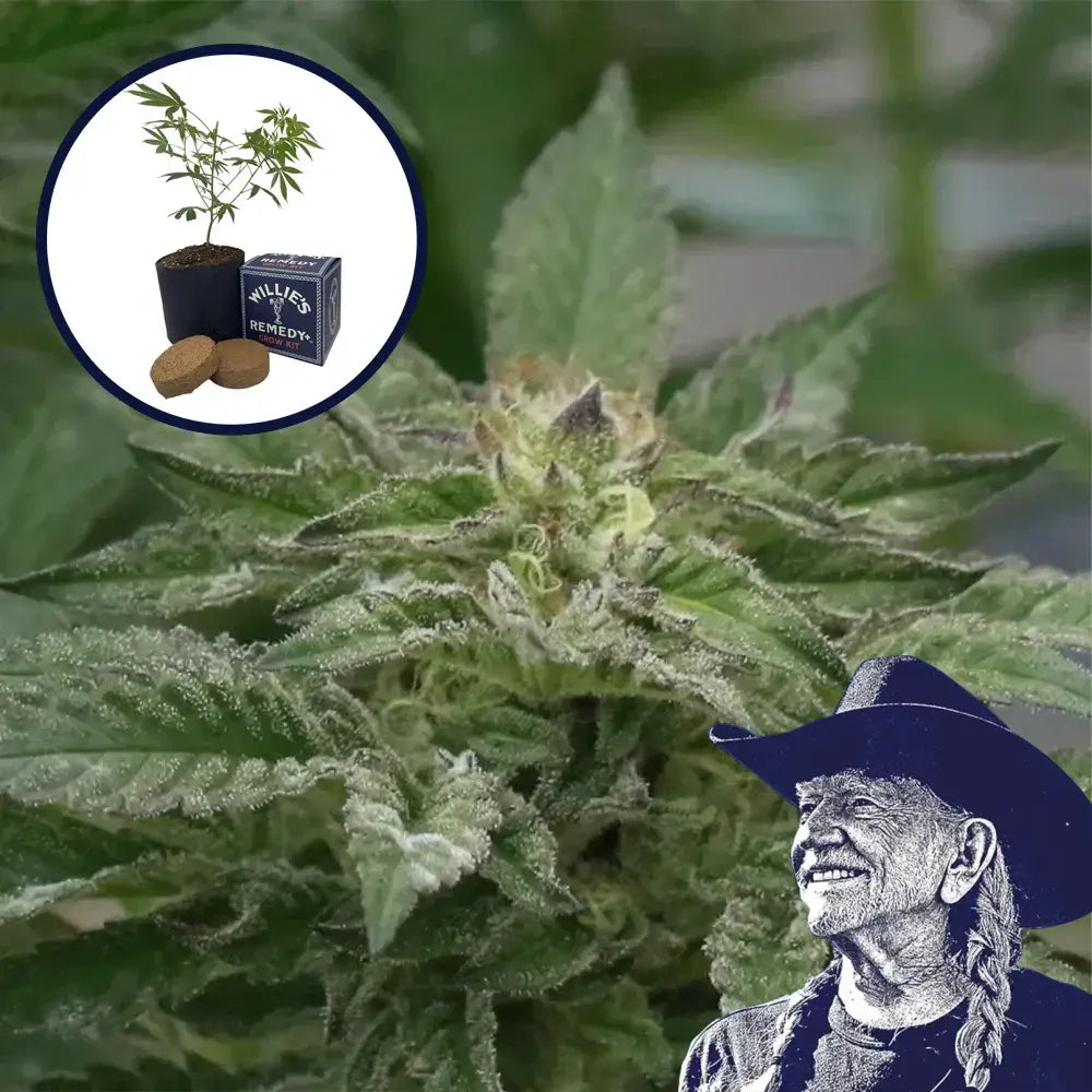 Motorbreath Grow Kit