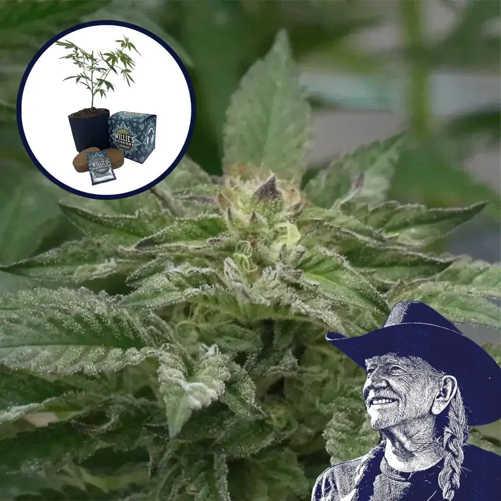 Motorbreath High Yield Grow Kit