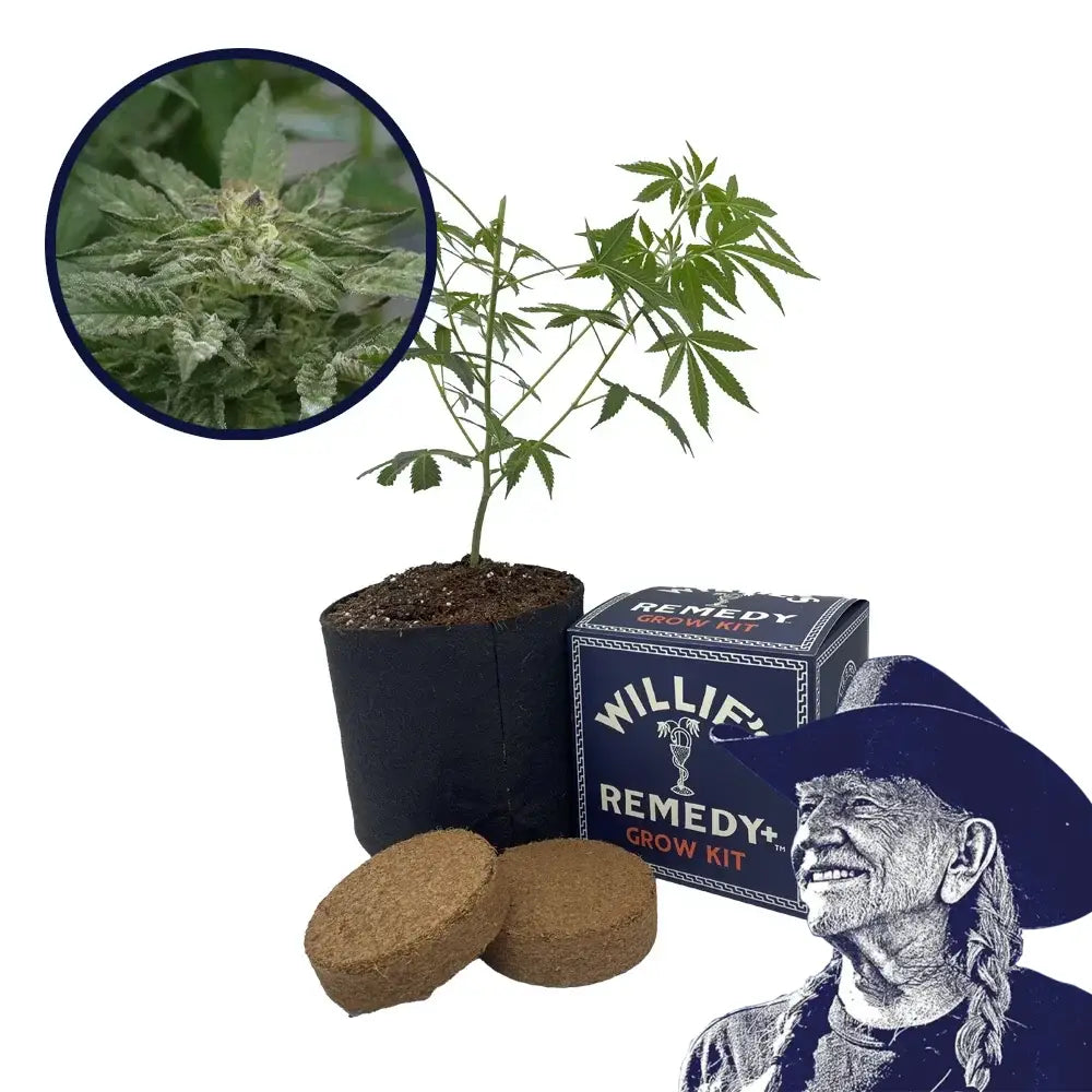 Motorbreath Strain Grow Kit