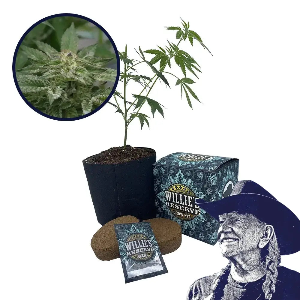 Motorbreath Strain High Yield Grow Kit