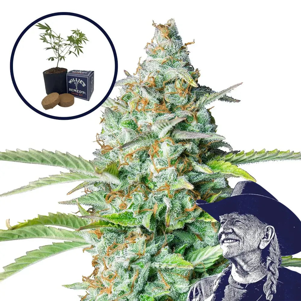 Northern Lights Grow Kit
