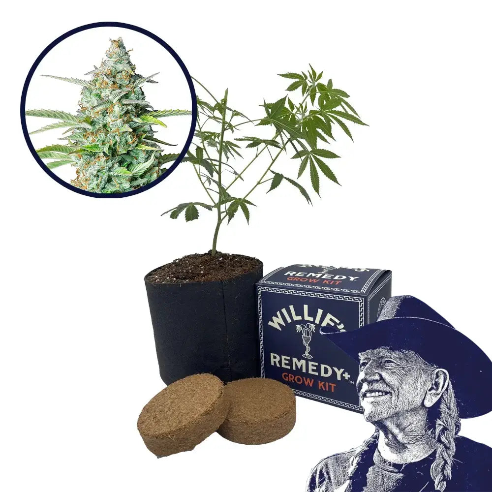 Northern Lights Strain Grow Kit