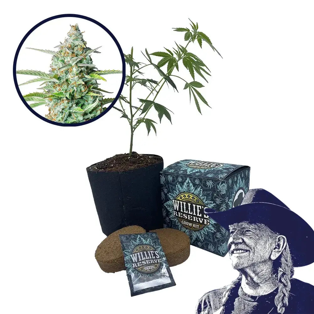 Northern Lights Strain High Yield Grow Kit