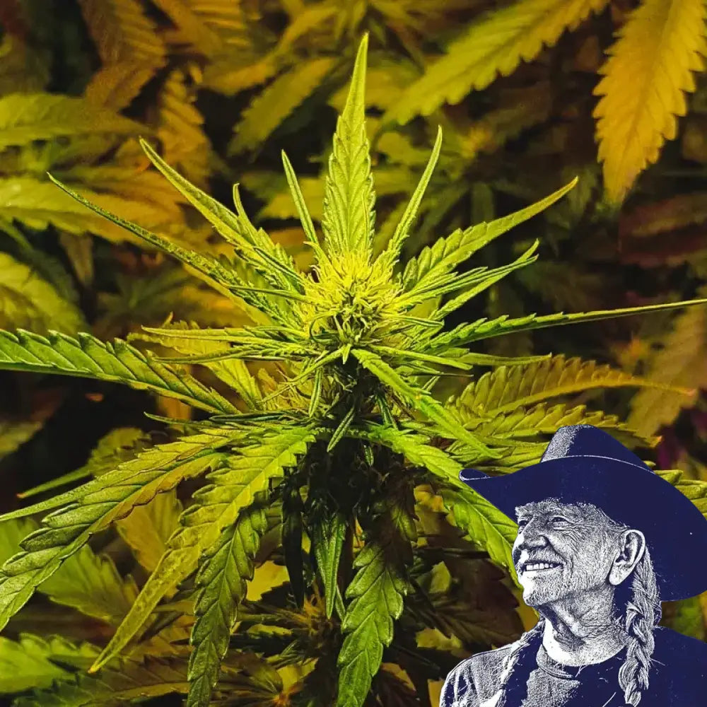 NYC Diesel Auto