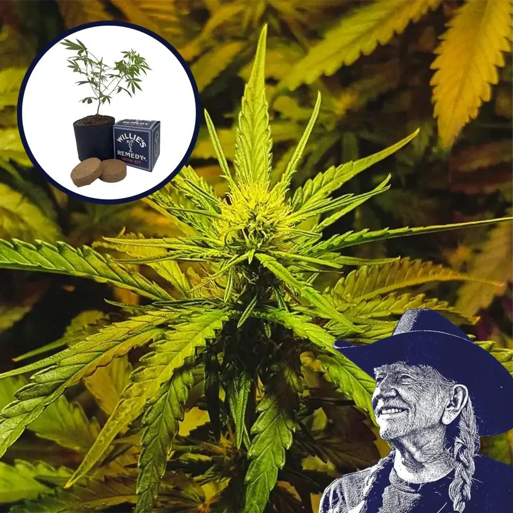 NYC Diesel Grow Kit