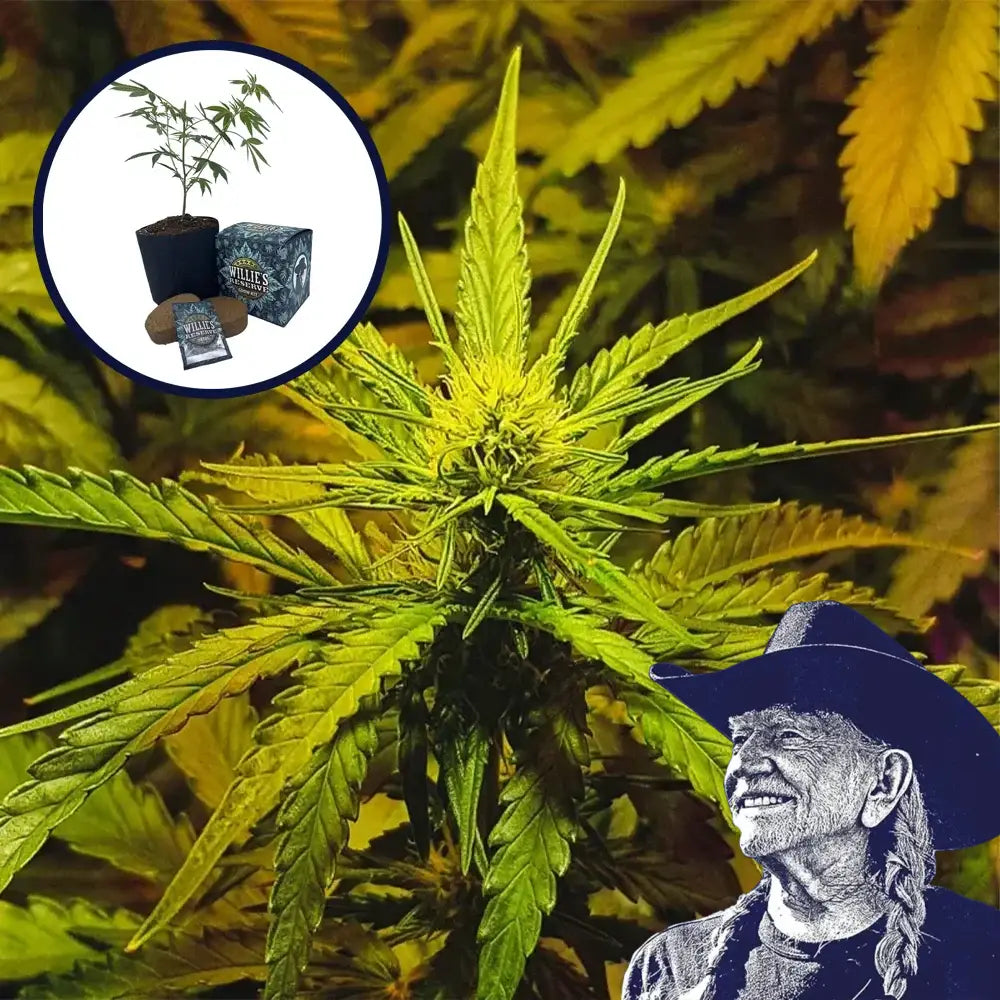 NYC Diesel High Yield Grow Kit