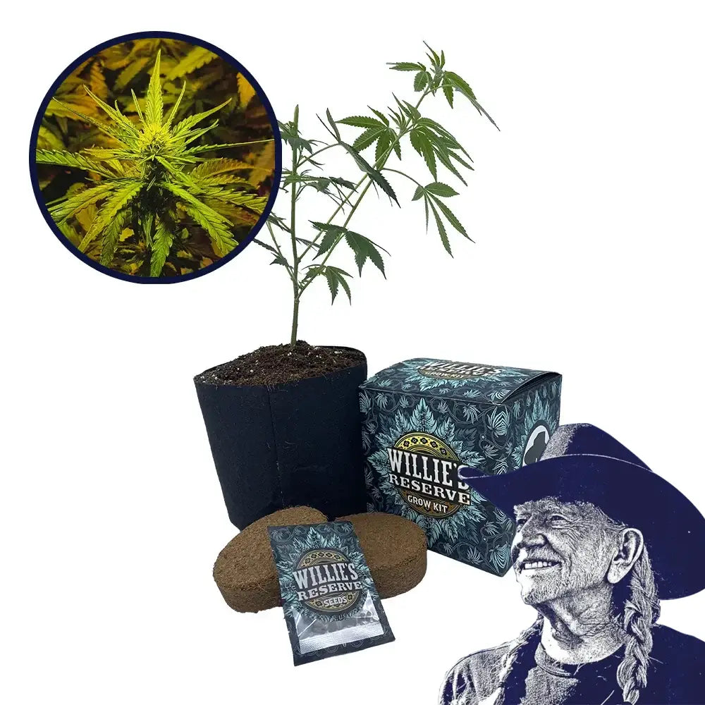 NYC Diesel Strain High Yield Grow Kit