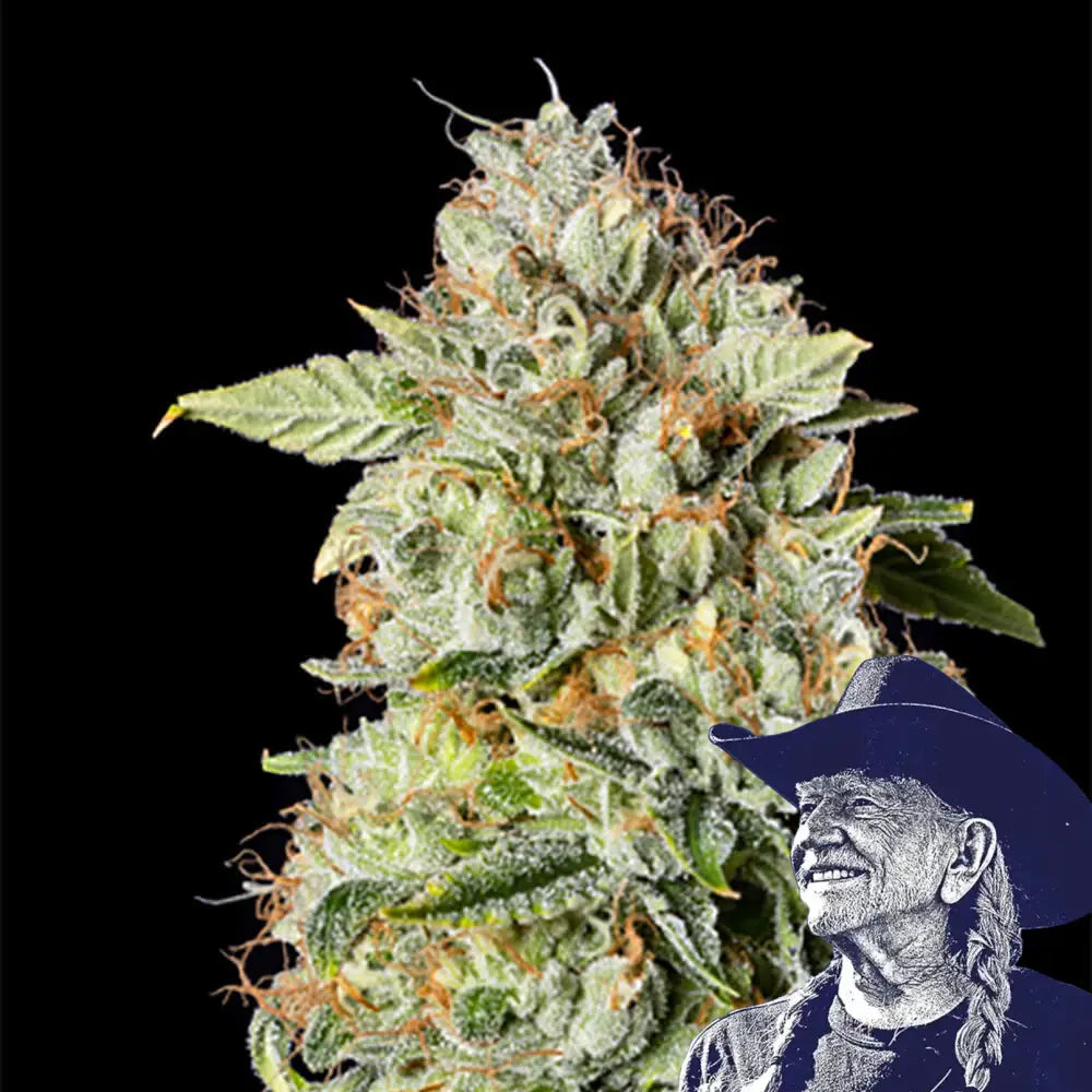 OG Kush