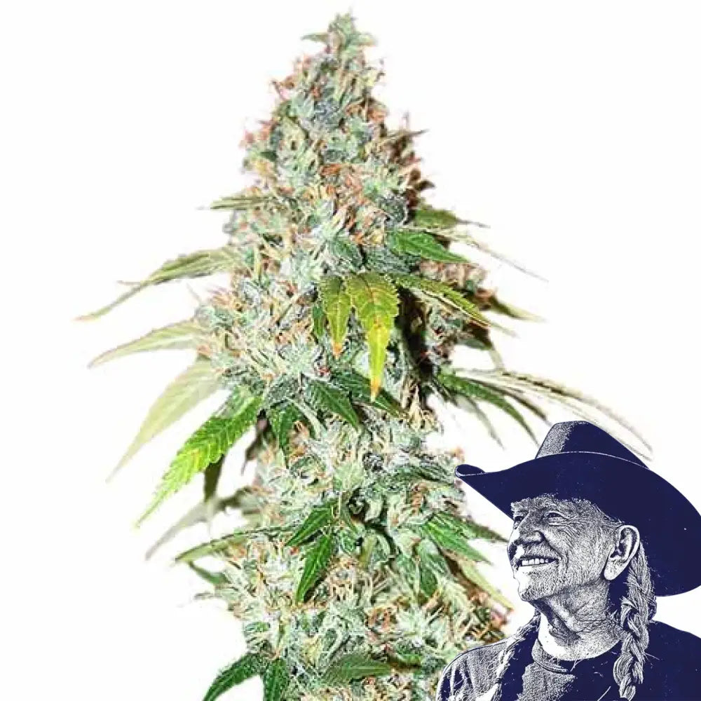 OG Kush Auto