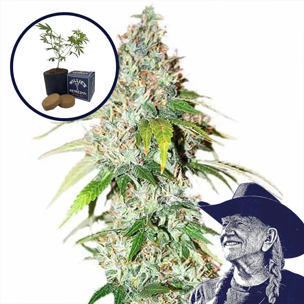 OG Kush Grow Kit