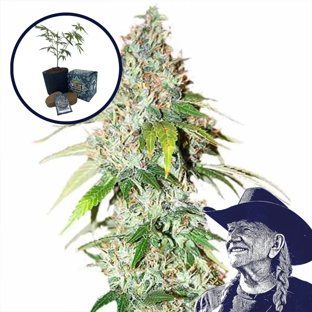 OG Kush High Yield Grow Kit