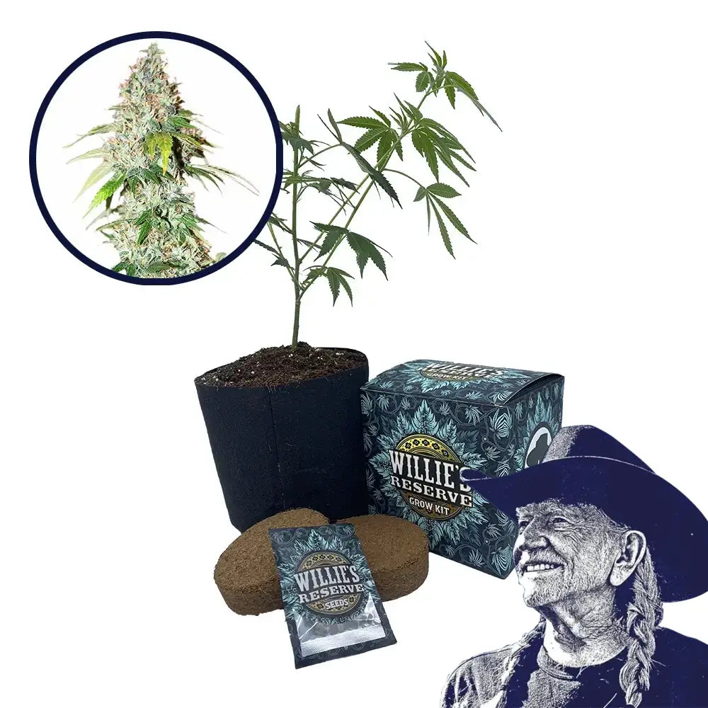 OG Kush Strain High Yield Grow Kit