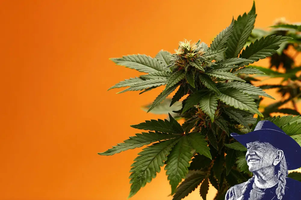 Orange Bud