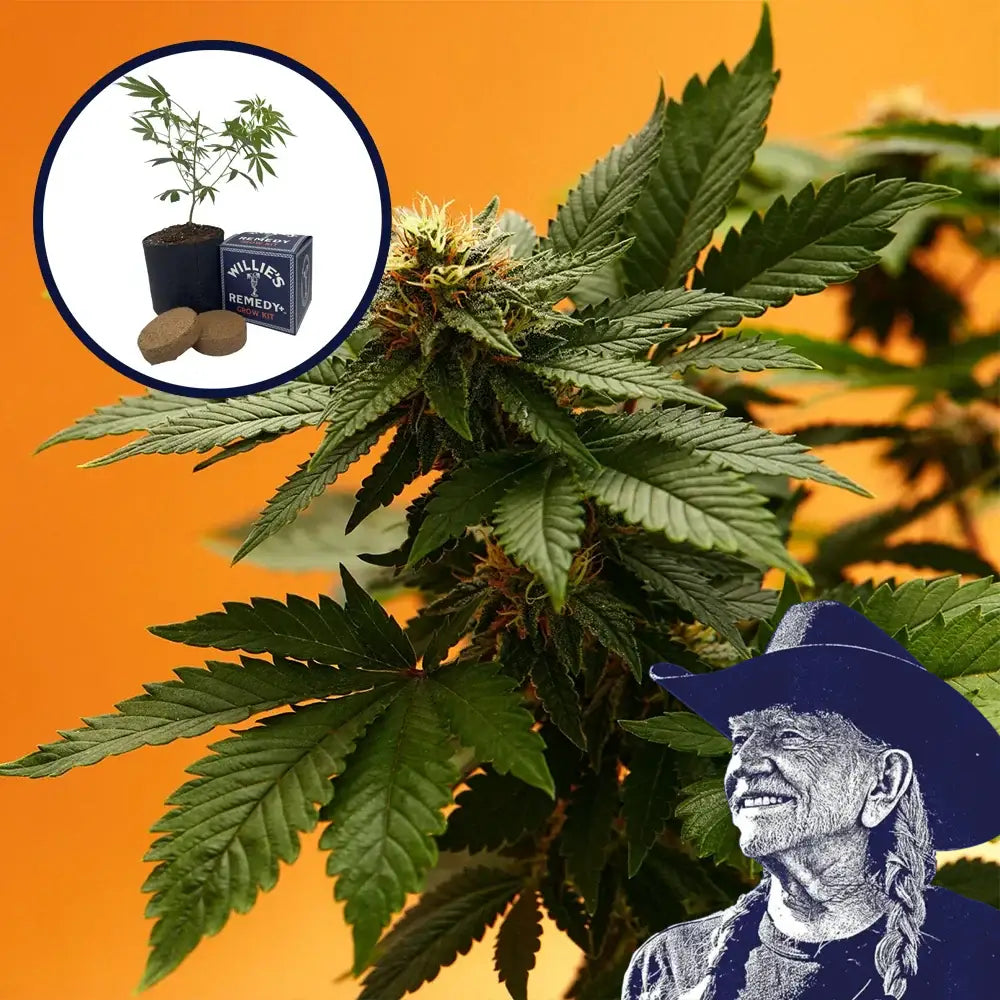 Orange Bud Grow Kit