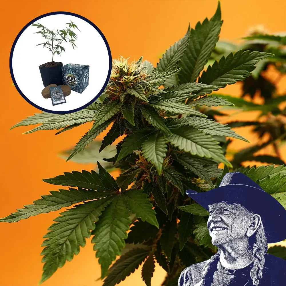Orange Bud High Yield Grow Kit