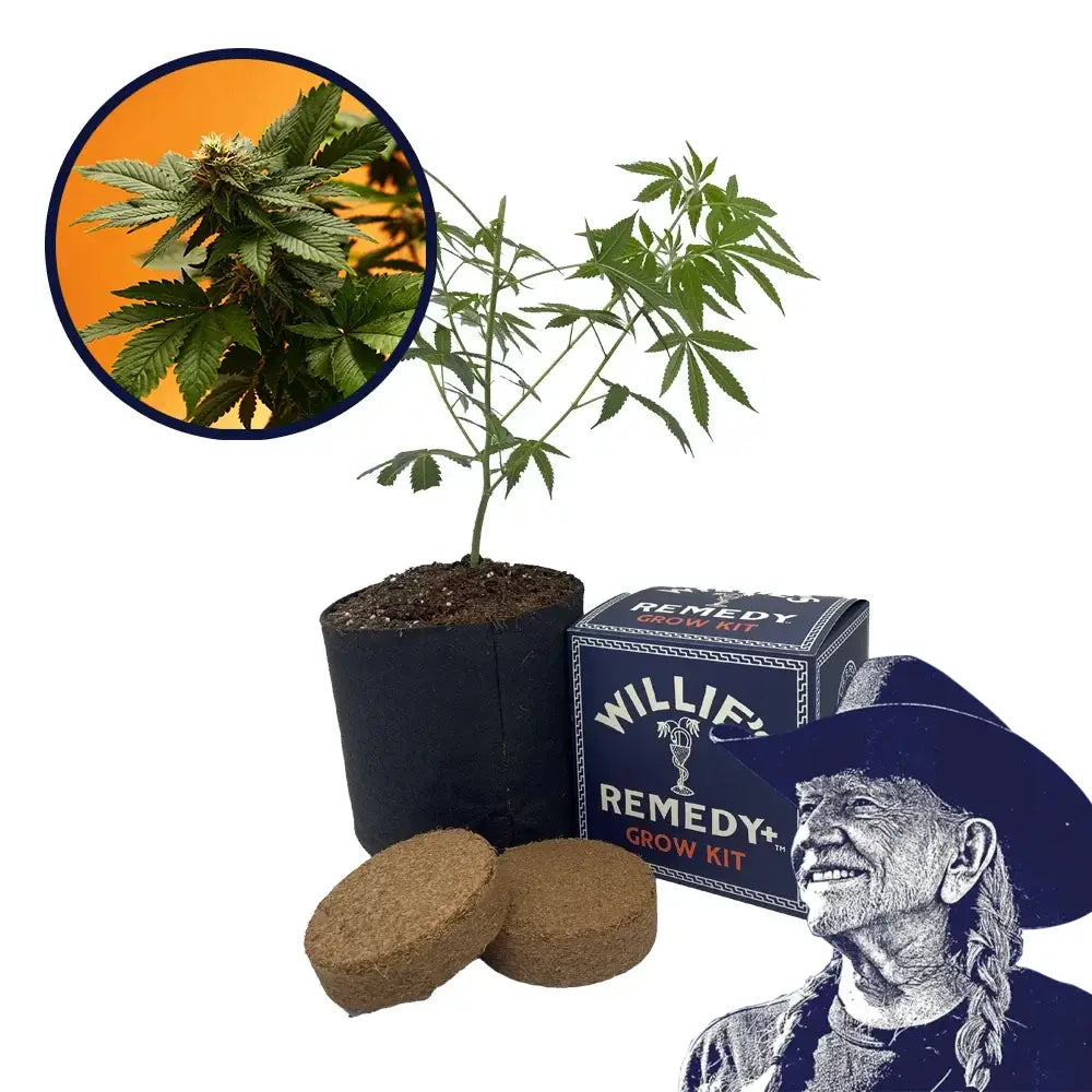 Orange Bud Strain Grow Kit
