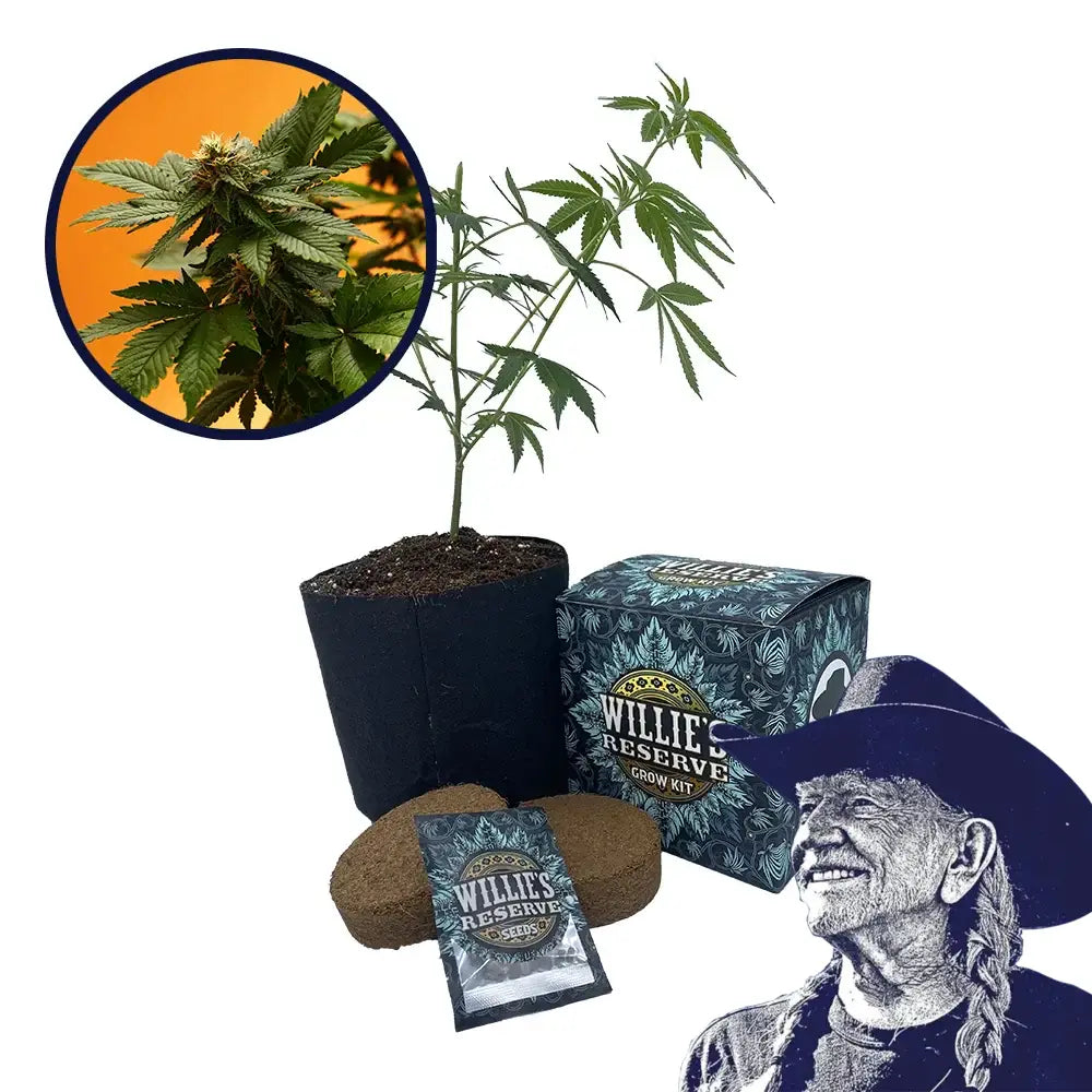 Orange Bud Strain High Yield Grow Kit