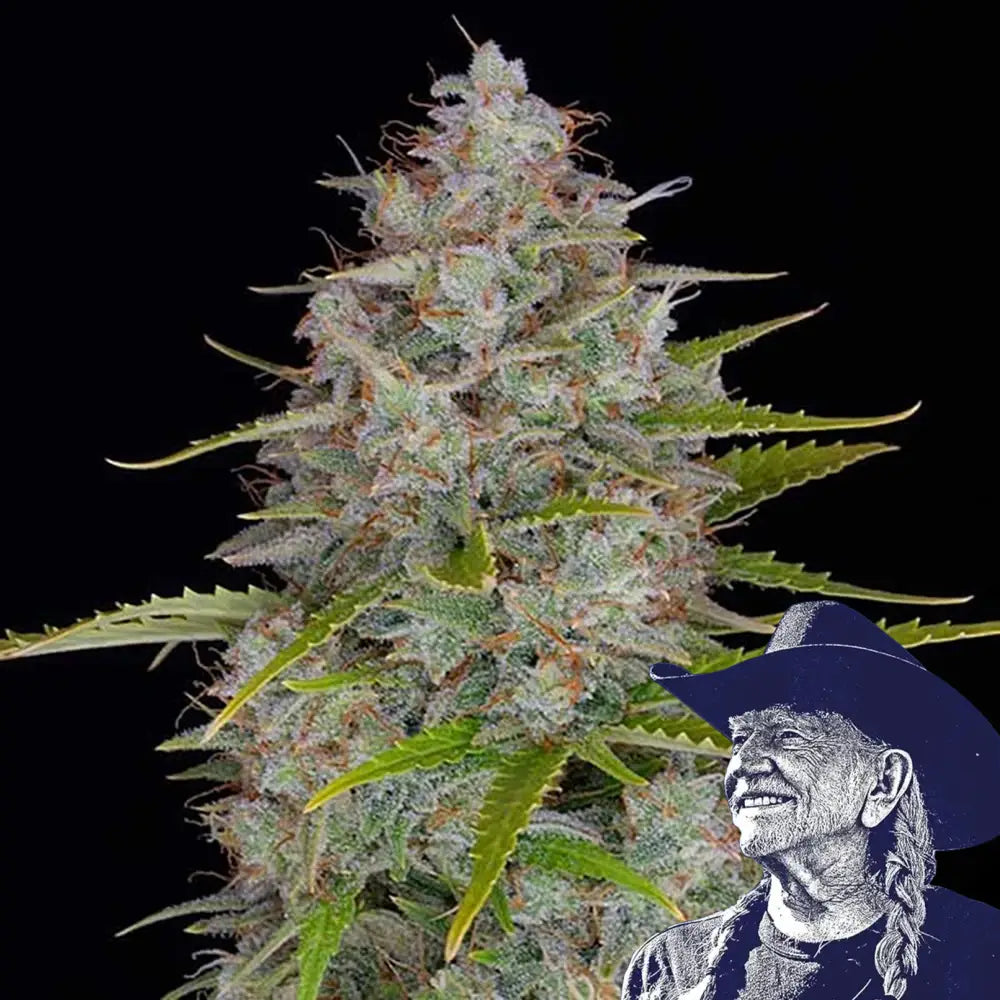 Orange Fuel Auto