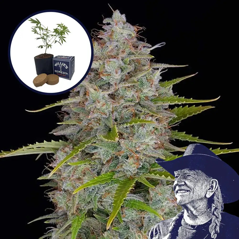 Orange Fuel Grow Kit