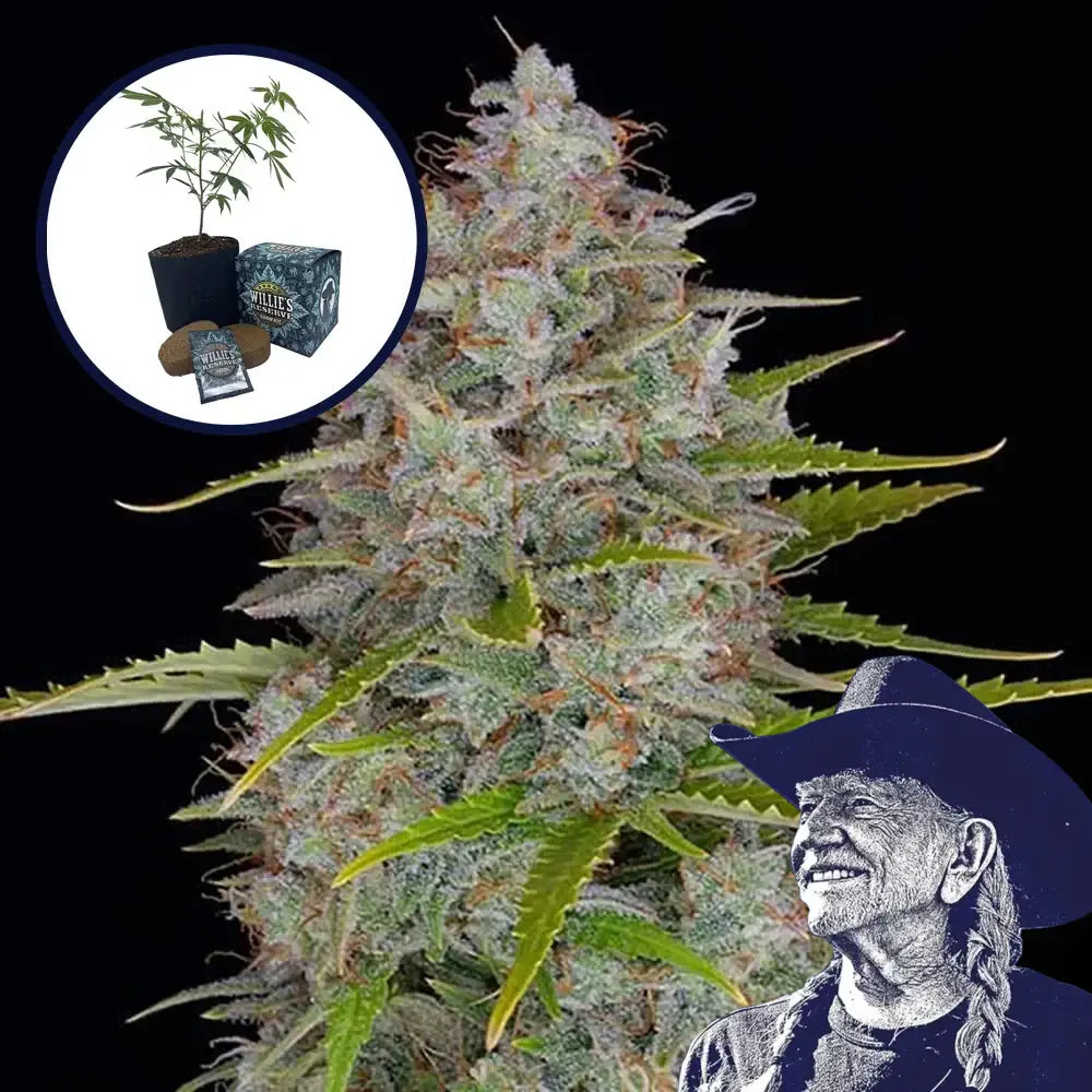 Orange Fuel High Yield Grow Kit