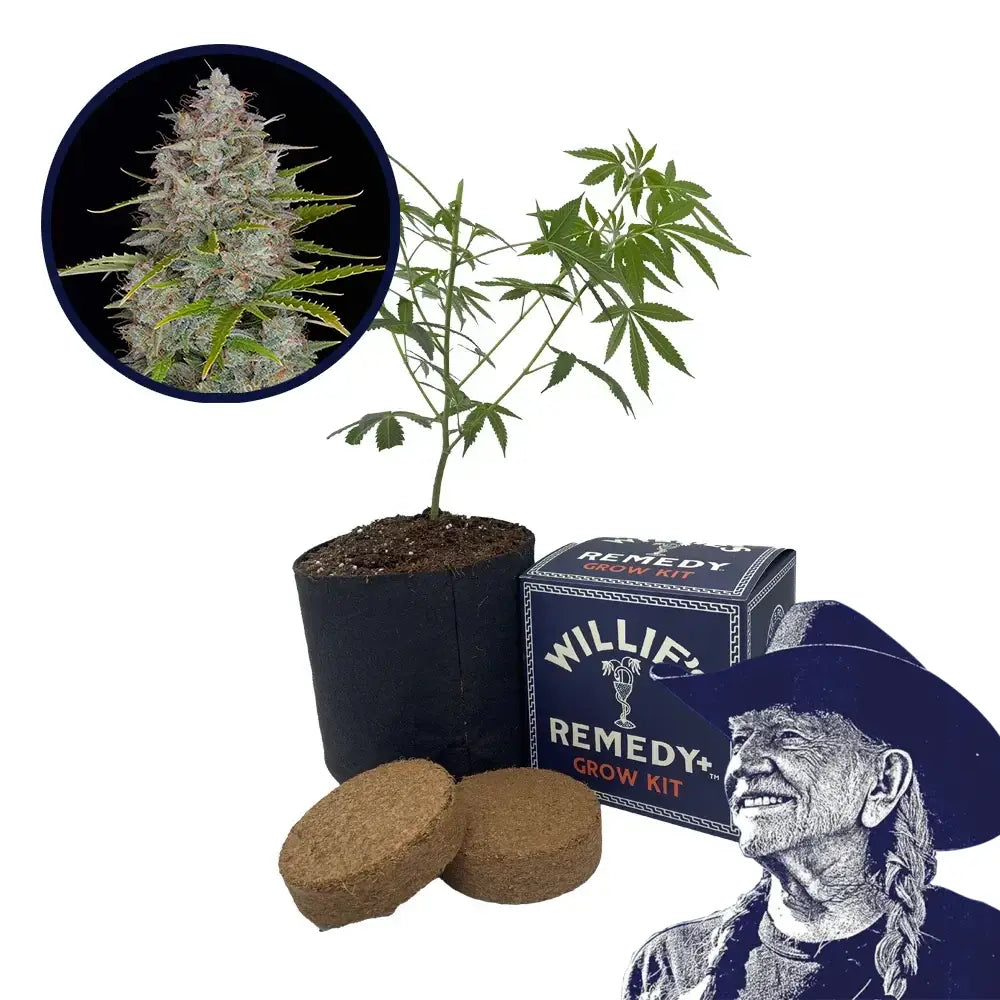 Orange Fuel Strain Grow Kit