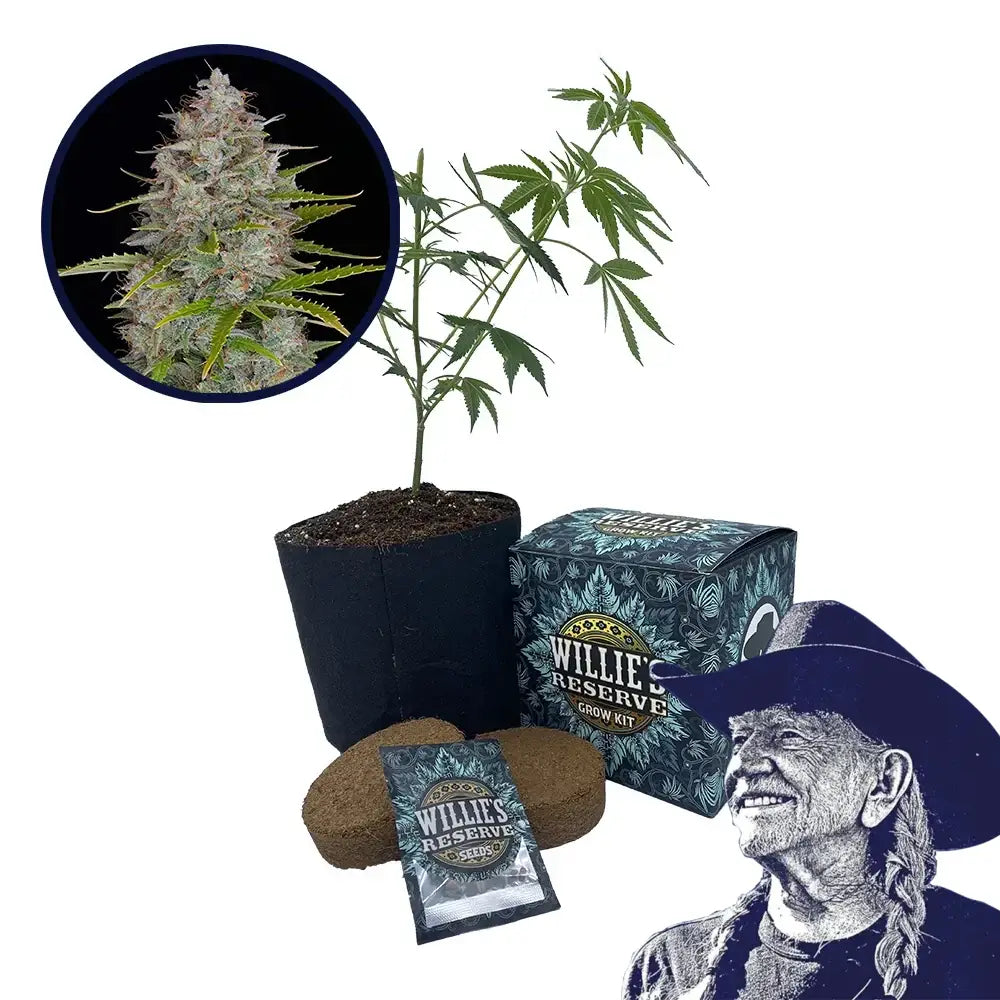 Orange Fuel Strain High Yield Grow Kit