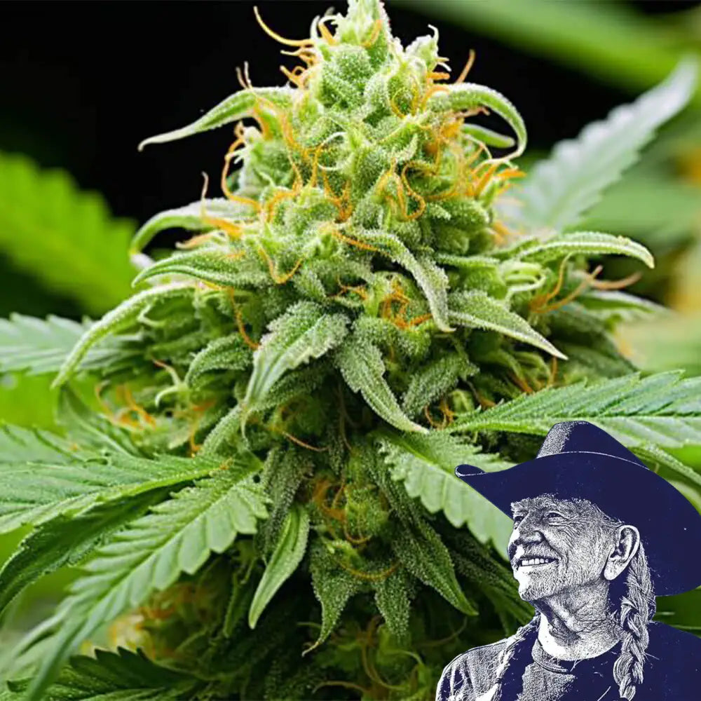 Orange Kush Auto