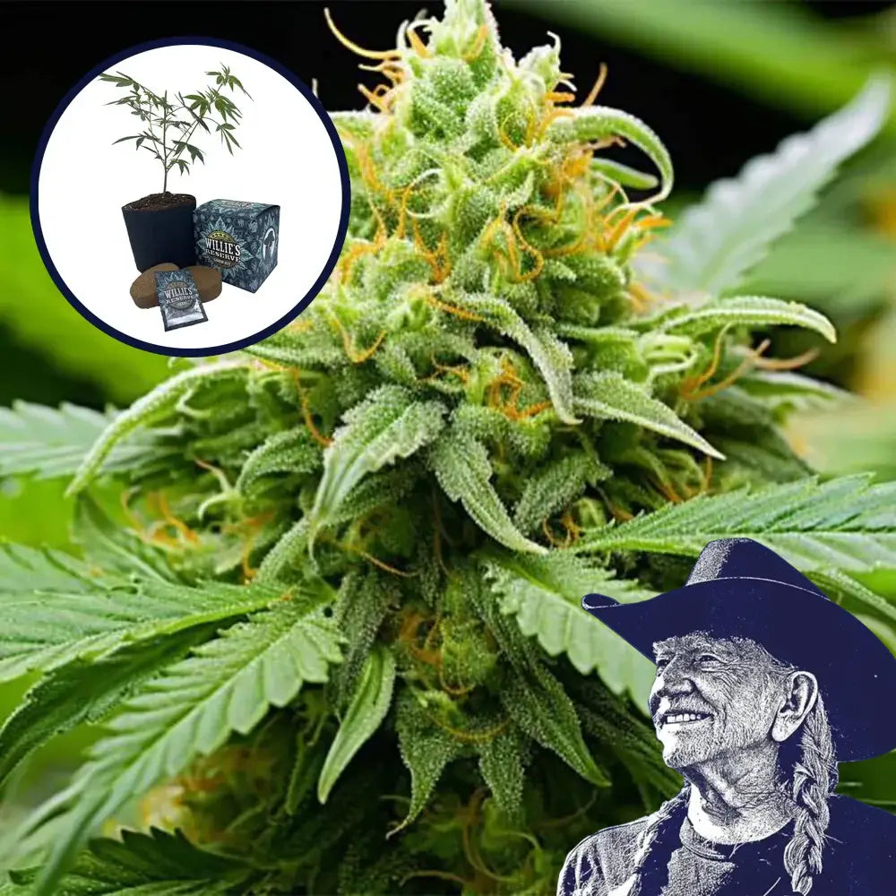 Orange Kush High Yield Grow Kit