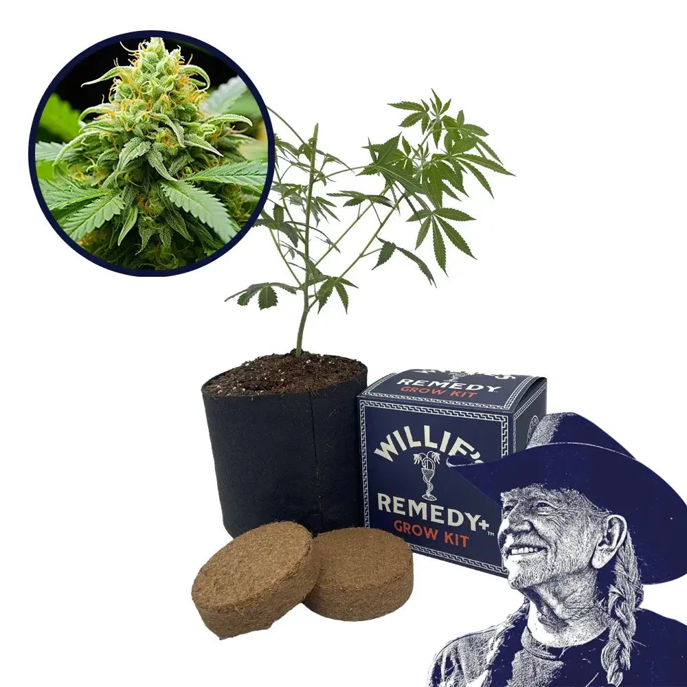 Orange Kush Strain Grow Kit
