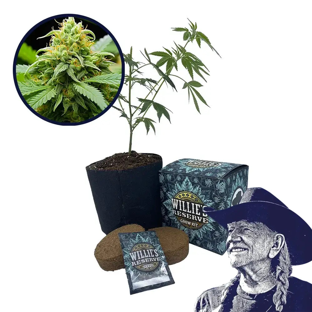 Orange Kush Strain High Yield Grow Kit