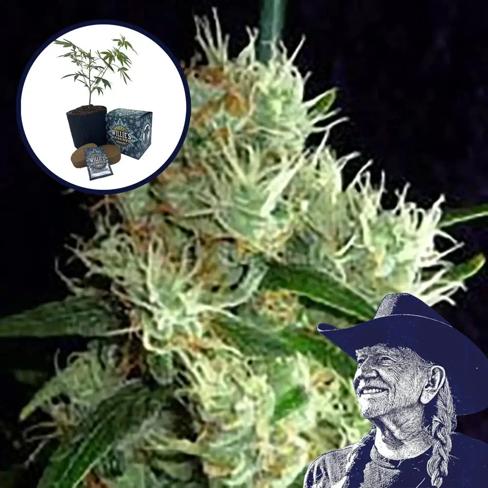Outer Space High Yield Grow Kit