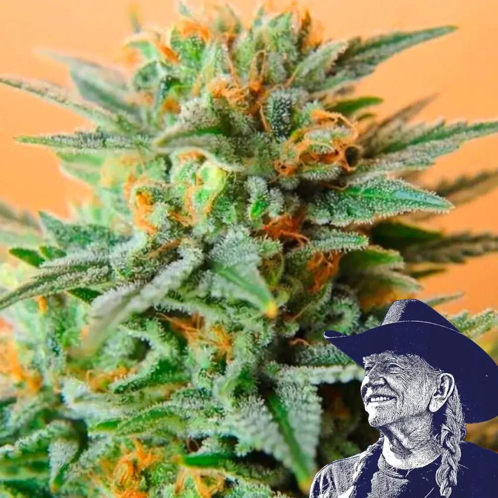 Papaya Kush Auto