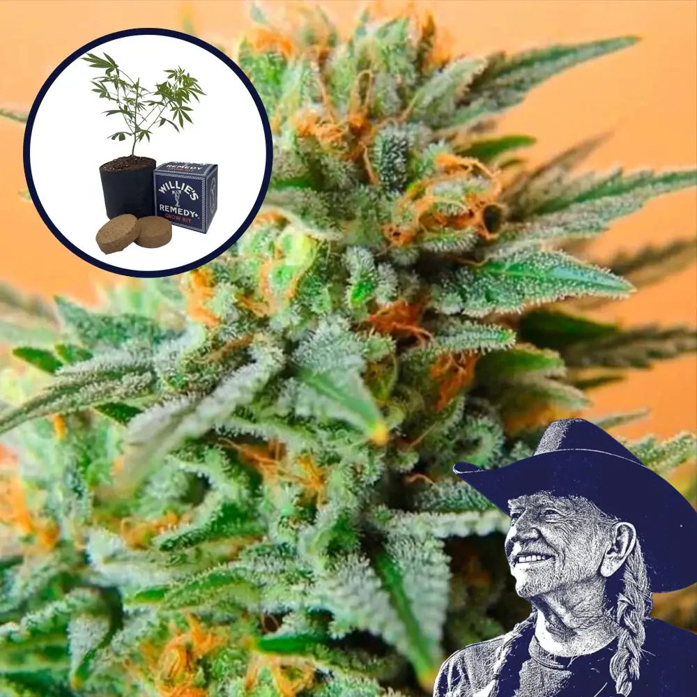 Papaya Kush Grow Kit