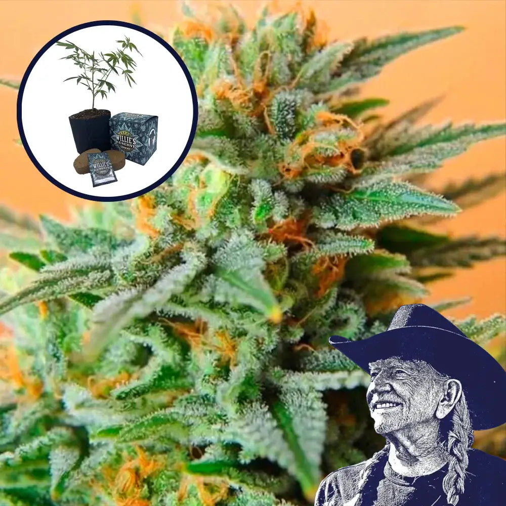 Papaya Kush High Yield Grow Kit