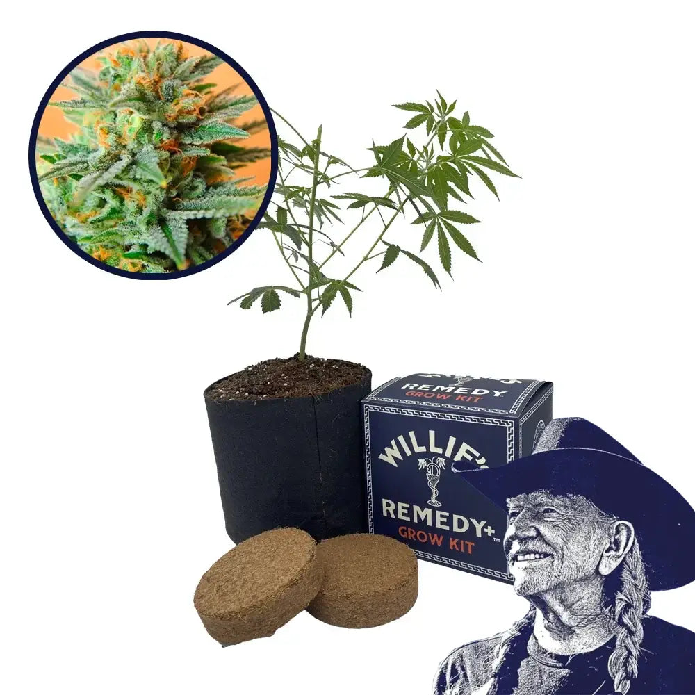Papaya Kush Strain Grow Kit
