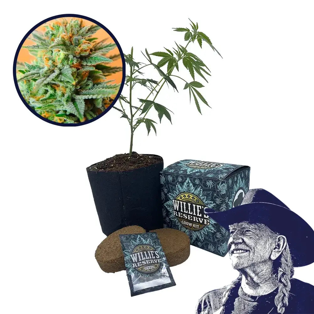 Papaya Kush Strain High Yield Grow Kit