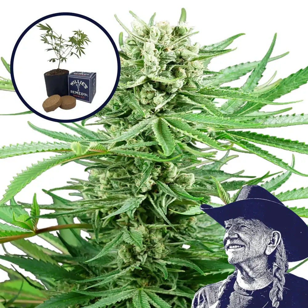 Papi Chulo Grow Kit