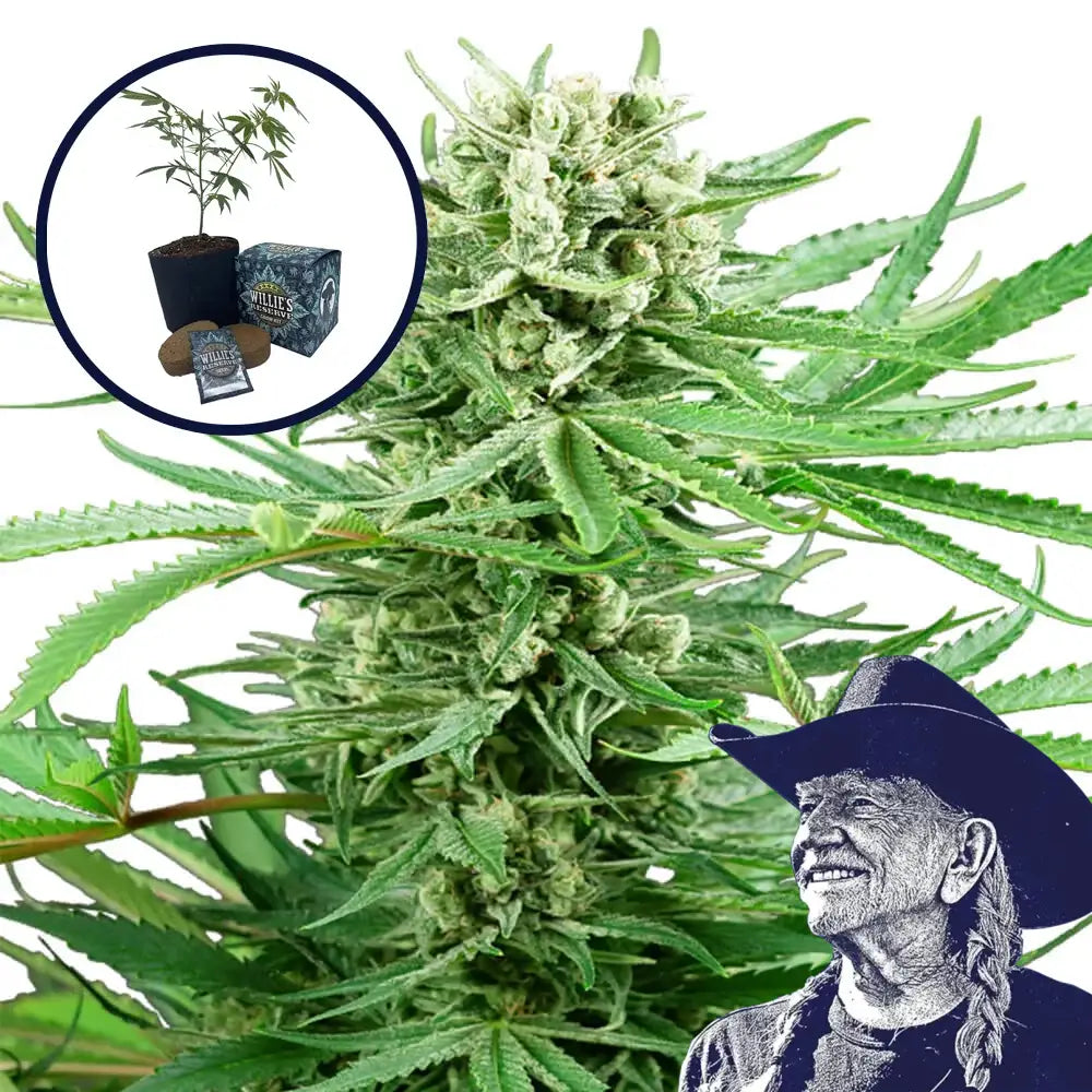 Papi Chulo High Yield Grow Kit