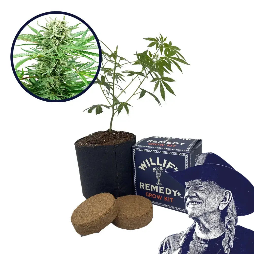 Papi Chulo Strain Grow Kit