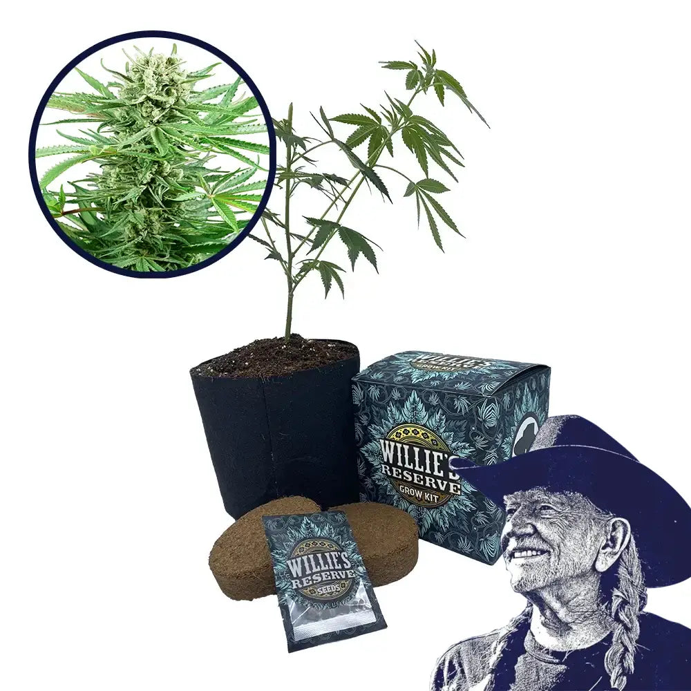 Papi Chulo Strain High Yield Grow Kit