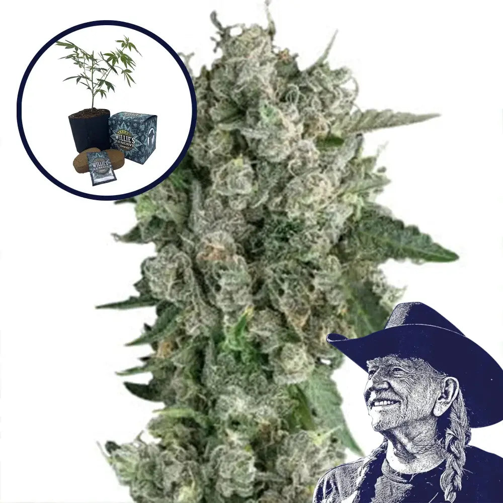 Peanut Butter Breath High Yield Grow Kit