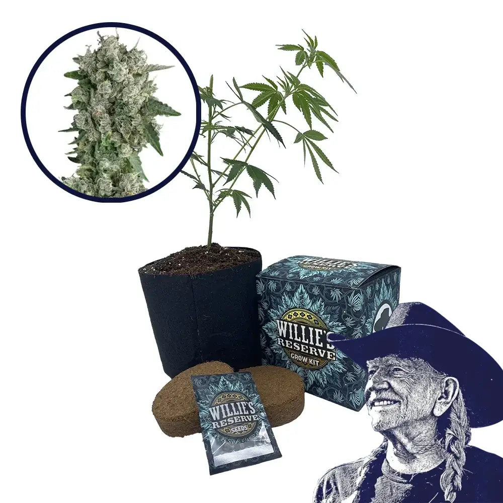 Peanut Butter Breath Strain High Yield Grow Kit