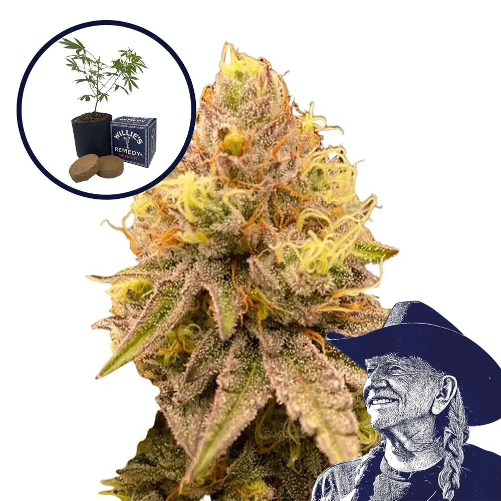 Pineapple Express Grow Kit