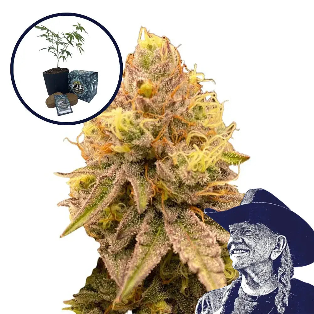 Pineapple Express High Yield Grow Kit
