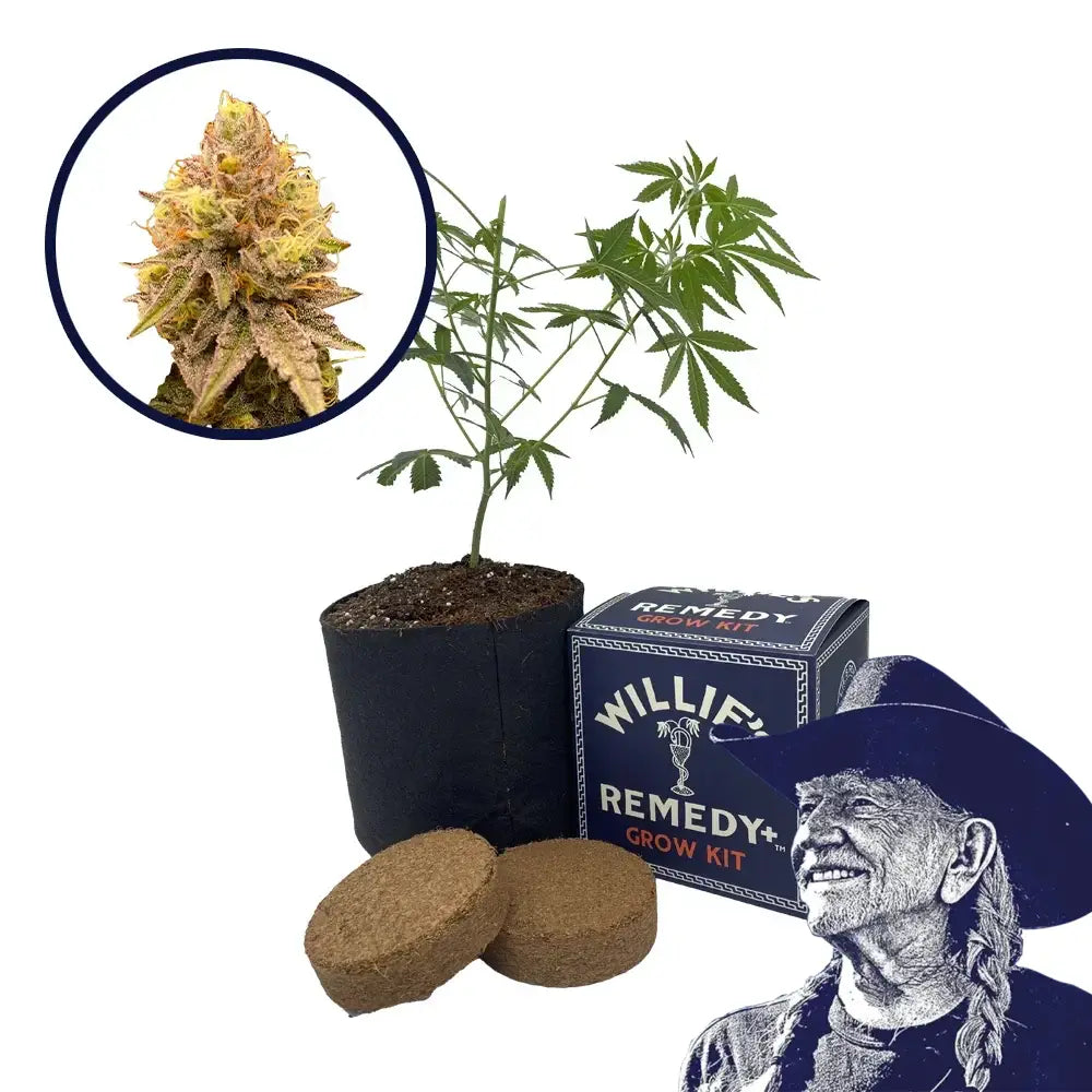 Pineapple Express Strain Grow Kit