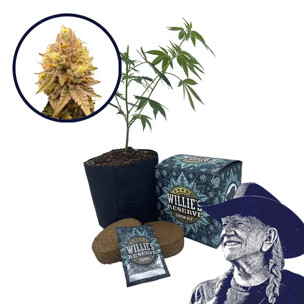 Pineapple Express Strain High Yield Grow Kit