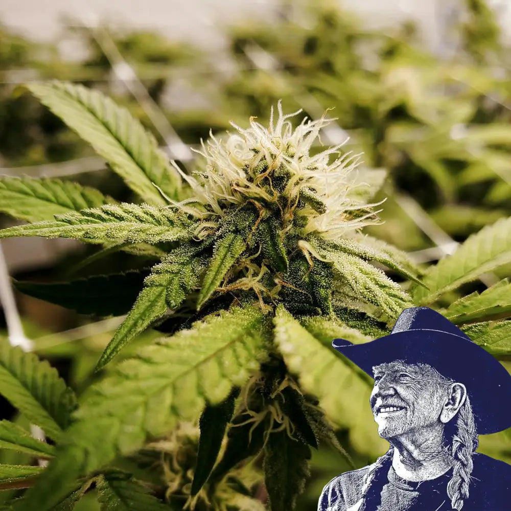 Pineapple Express x Super Lemon Haze Auto Platinum Line