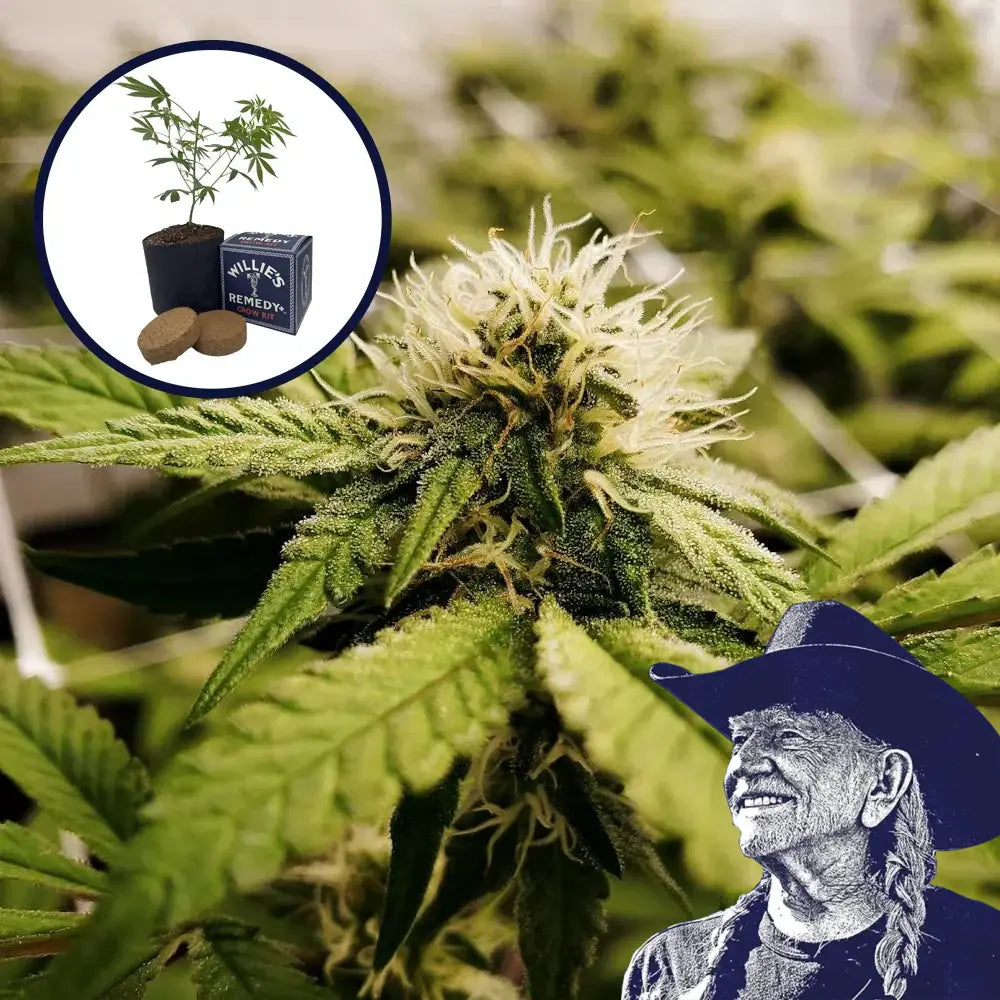 Pineapple Express x Super Lemon Haze Platinum Line Grow Kit